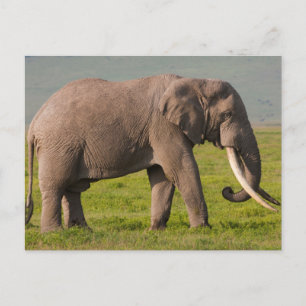 Afrikansk elefant, Ngorongoro naturvårdsområde Vykort