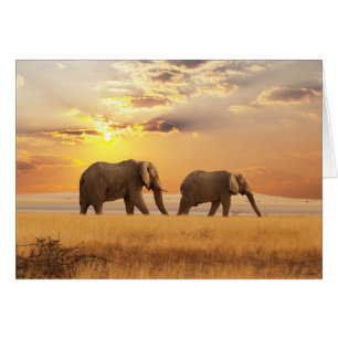 Afrikansk elefant OBS kort