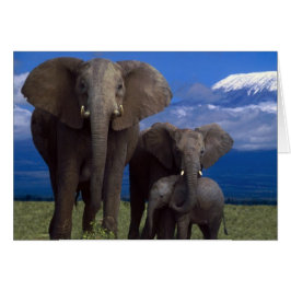 Afrikansk elefant OBS kort