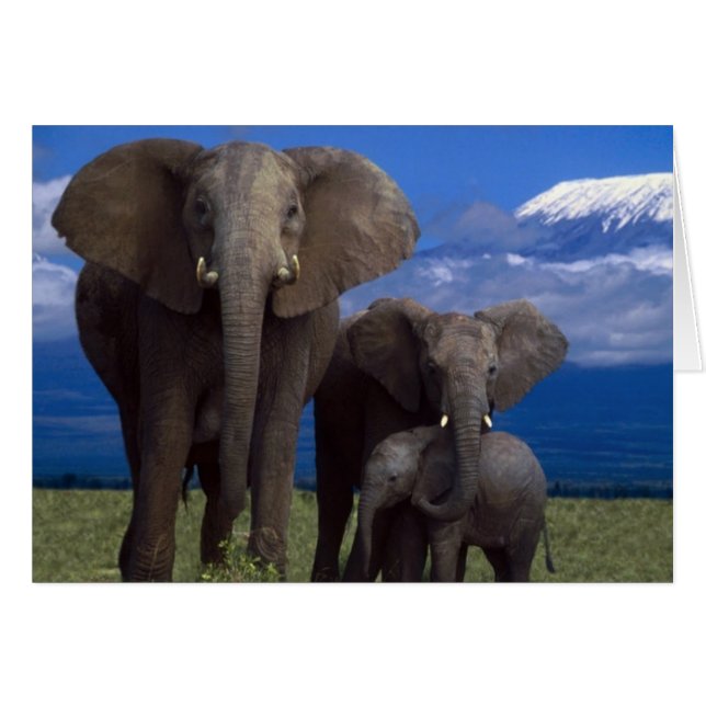 Afrikansk elefant OBS kort (Framsidan Horizontal)