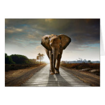 Afrikansk elefant