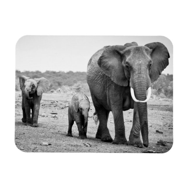 Afrikansk elefant och kalvar | Kenya, Afrika Magnet (Horisontell)