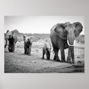 Afrikansk elefant och kalvar   Kenya, Afrika Poster