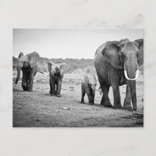 Afrikansk elefant och kalvar Kenya, Afrika Vykort