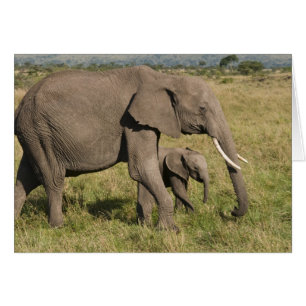 Afrikansk elefant och unge (Loxodonta africana), Hälsningskort