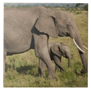 Afrikansk elefant och unge (Loxodonta africana), Kakelplatta