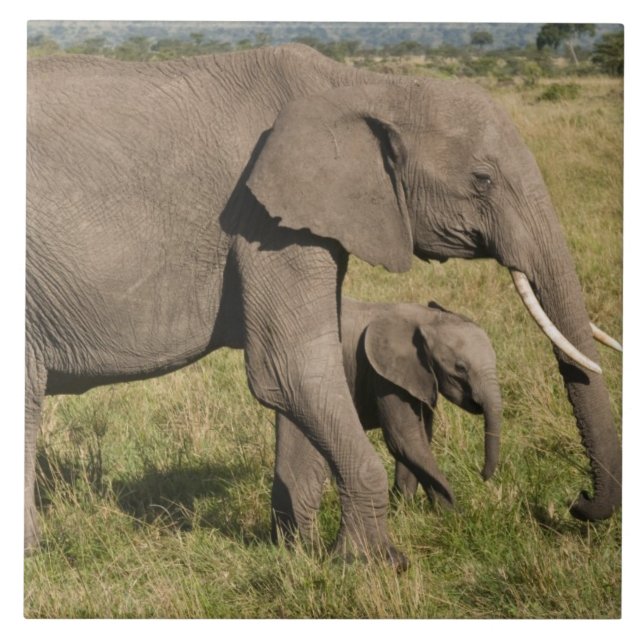 Afrikansk elefant och unge (Loxodonta africana), Kakelplatta (Framsidan)