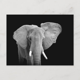 Afrikansk elefant på svarten - vykort