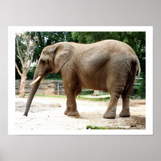 Afrikansk elefant poster (Framsidan)