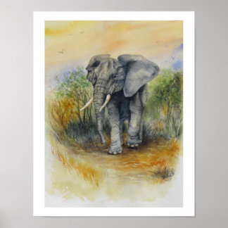 Afrikansk elefant poster