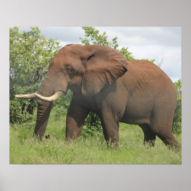 afrikansk elefant poster (Framsidan)