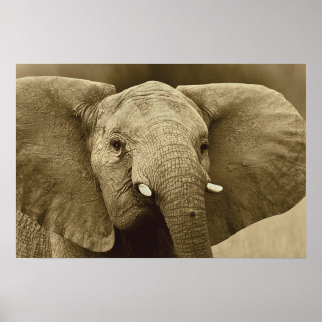 Afrikansk elefant poster, skriver ut, bild, bild poster (Framsidan)