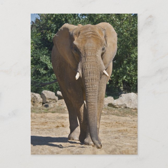 Afrikansk Elefant Postkort Vykort (Framsida)
