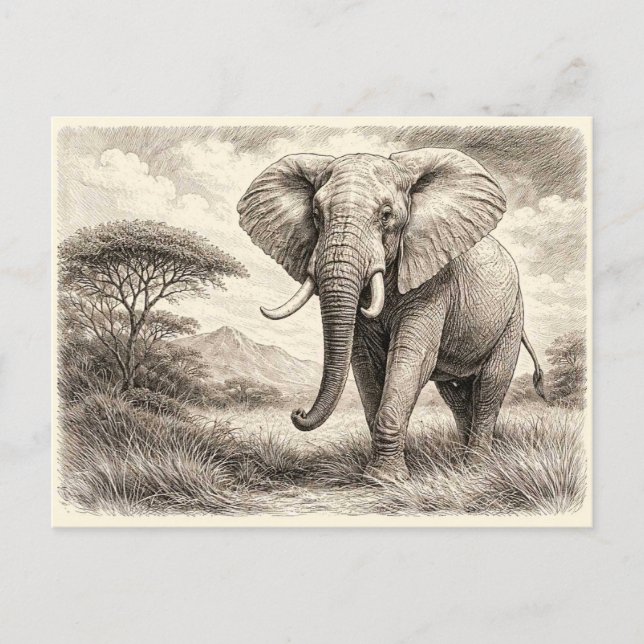 Afrikansk elefant. Samlarobjekt  Vykort (Framsida)