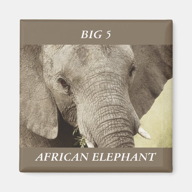 Afrikansk elefant, sjöfågel magnet (Framsidan)