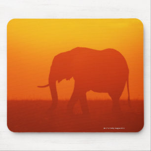 Afrikansk elefant som går i solnedgången, Kenya , Musmatta