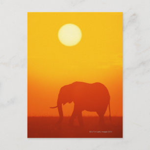 Afrikansk elefant som går i solnedgången, Kenya , Vykort