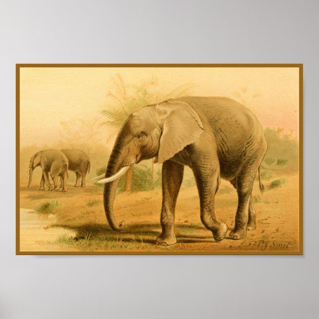 Afrikansk elefant - Vintage - djurkonst Poster (Framsidan)