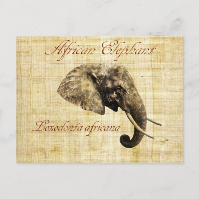 Afrikansk elefant vykort (Framsida)