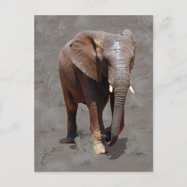 Afrikansk elefant vykort (Framsida)