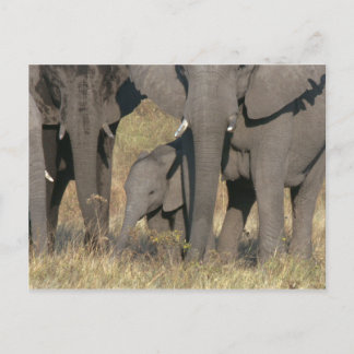 Afrikansk elefant vykort