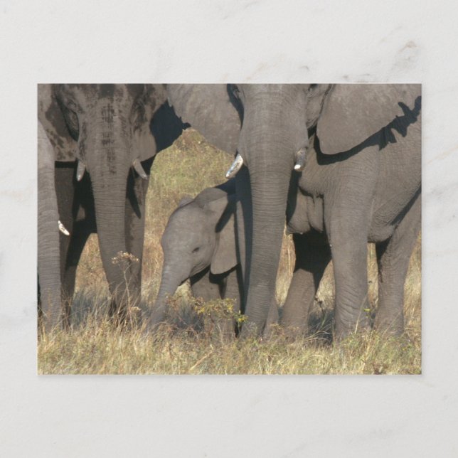 Afrikansk elefant vykort (Framsida)