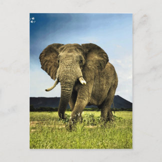 afrikansk elefant vykort