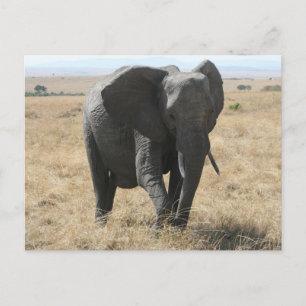 afrikansk elefant vykort
