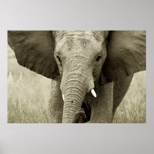 Afrikansk elefantaffisch, tryck, bild poster