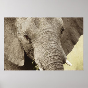 Afrikansk elefantfauna poster, bilder, avtryck poster