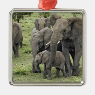Afrikansk elefantflock, Loxodonta africana, 2 Julgransprydnad Metall