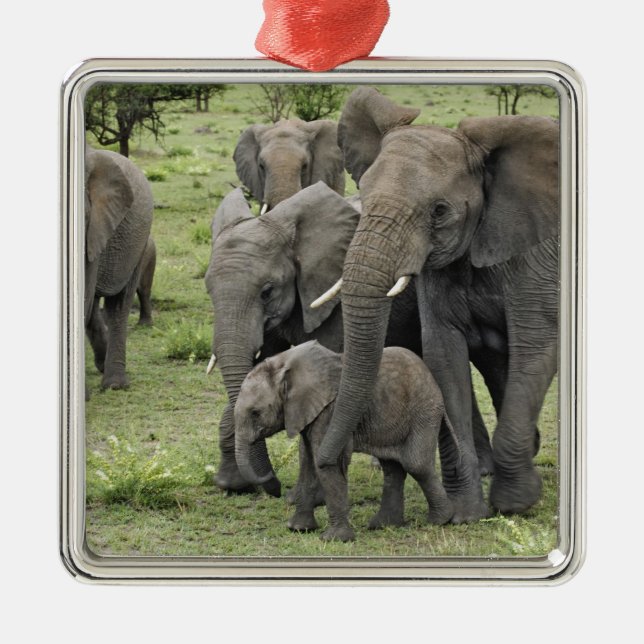 Afrikansk elefantflock, Loxodonta africana, 2 Julgransprydnad Metall (Framsidan)