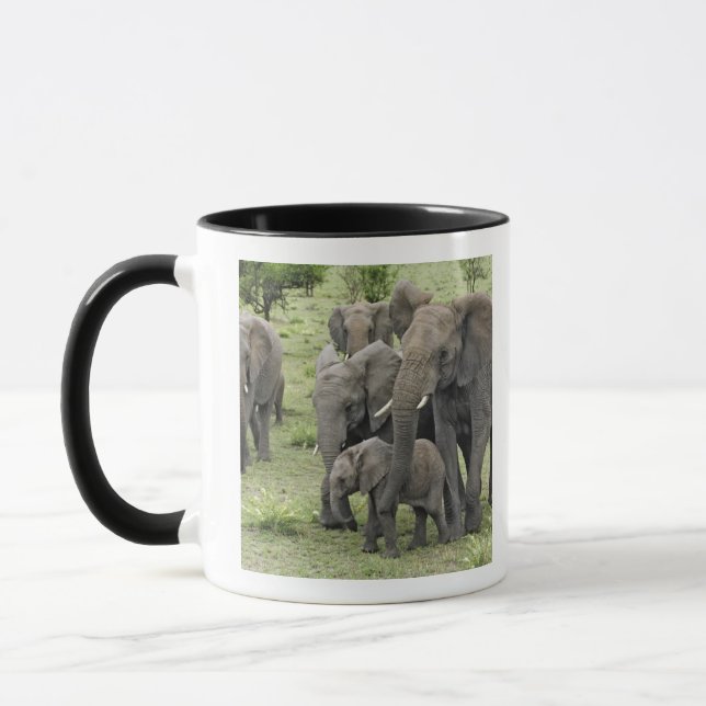 Afrikansk elefantflock, Loxodonta africana, 2 Mugg (Vänster)