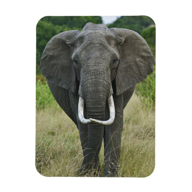 Afrikansk elefantloxodonta, Masai Mara viltreserva Magnet (Vertikal)