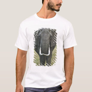 Afrikansk elefantloxodonta, Masai Mara viltreserva Tröja