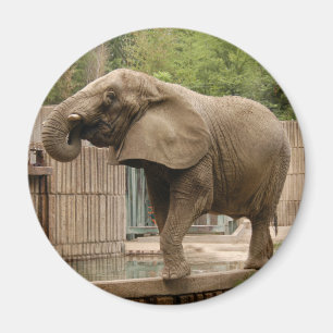 Afrikansk elefantmagnet magnet