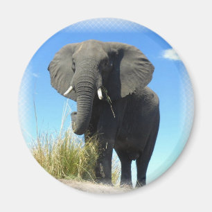 Afrikansk elefantrundamagnet magnet
