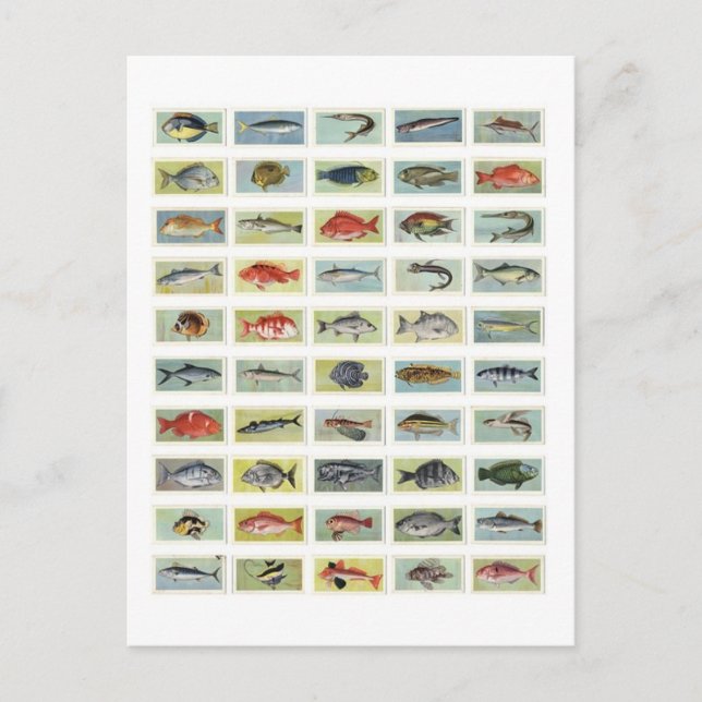 Afrikansk fisk vykort (Framsida)