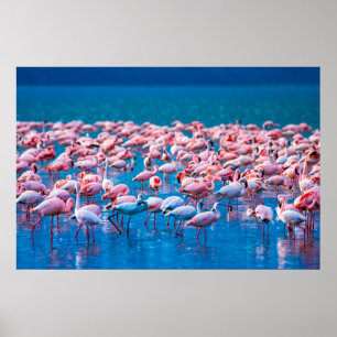 Afrikansk flamingos. En grupp flamingor står i Poster