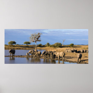 Afrikansk flock för Bush elefant (loxodontaen Poster