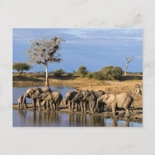 Afrikansk flock för Bush elefant (loxodontaen Vykort
