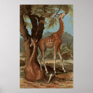 Afrikansk Giraffe Poster