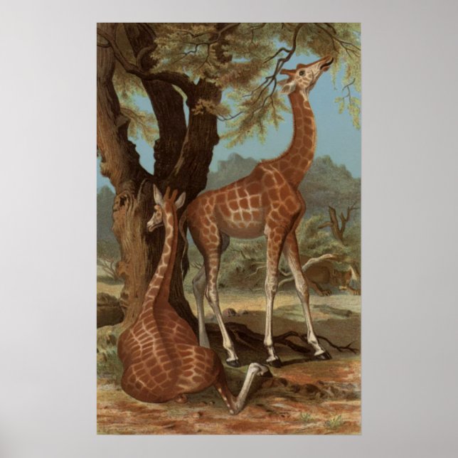 Afrikansk Giraffe Poster (Framsidan)