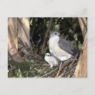 Afrikansk Goshawk Vykort