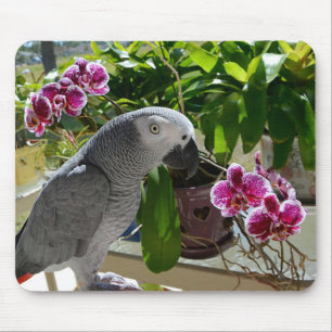 Afrikansk grå färgpapegoja med Orchids Musmatta
