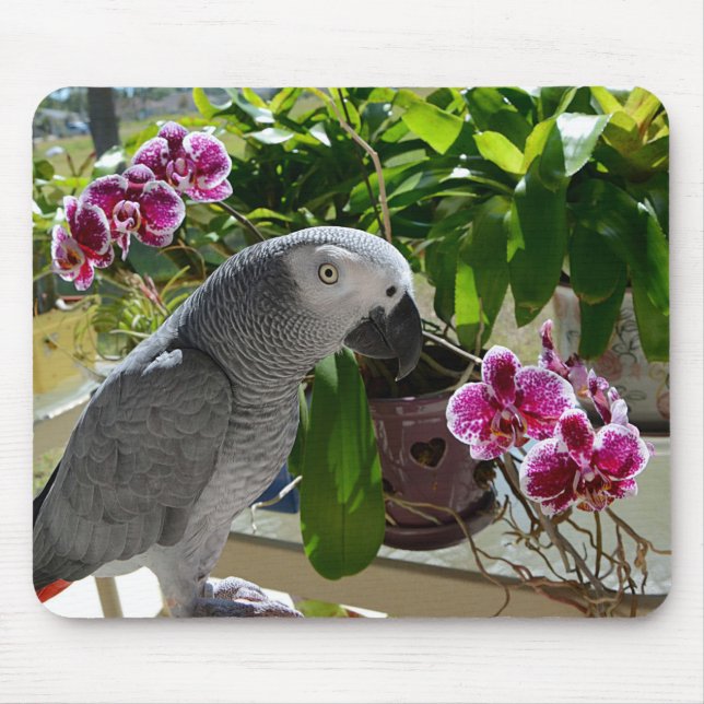 Afrikansk grå färgpapegoja med Orchids Musmatta (Framsidan)