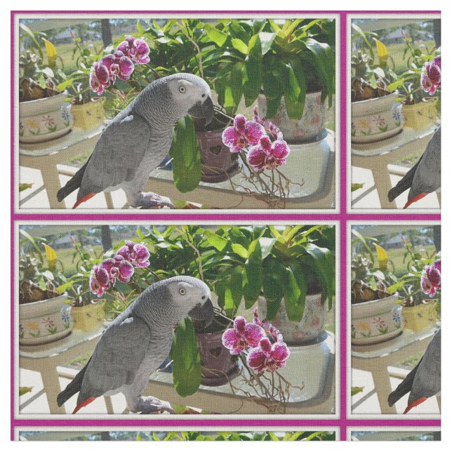 Afrikansk grå färgpapegoja med Orchids Tyg (Närbild)