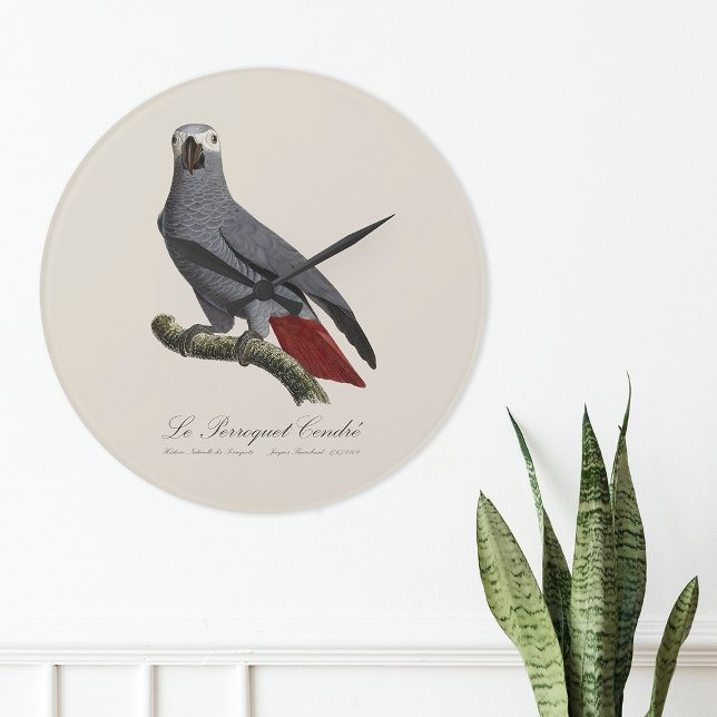 Afrikansk grå papegoja, Psittacus erithacus, årgån Stor Klocka (Le Perroquet Cendre - 19th century illustration. Large Clock)