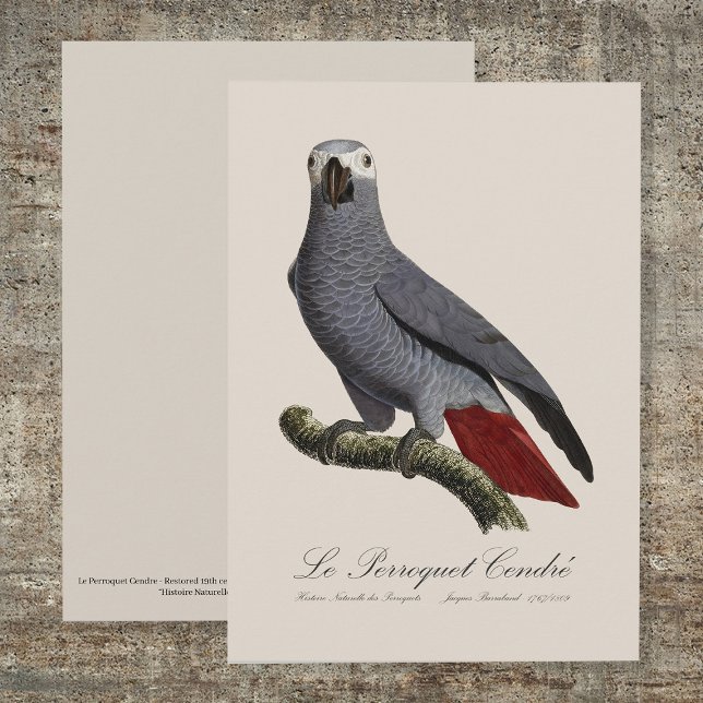 Afrikansk grå papegoja, Psittacus erithacus, årgån Tack Kort (Le Perroquet Cendre - 19th century illustration. Thank You Card)