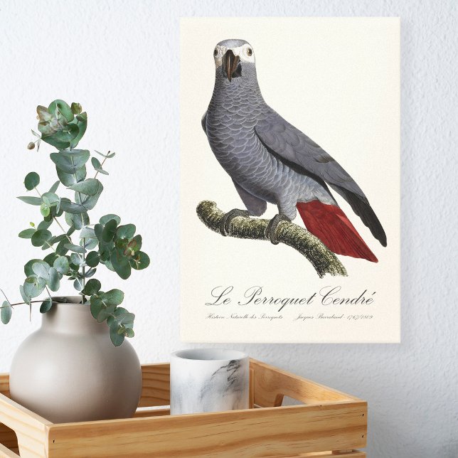 Afrikansk grå papegoja, Psittacus erithacus, vinta Canvastryck (Le Perroquet Cendre - 19th century illustration. Canvas Print )